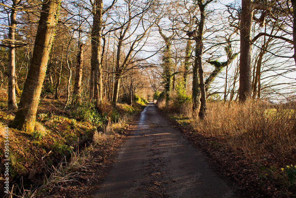 Early spring Scotland's woodlands Early spring Scotland's woodlands