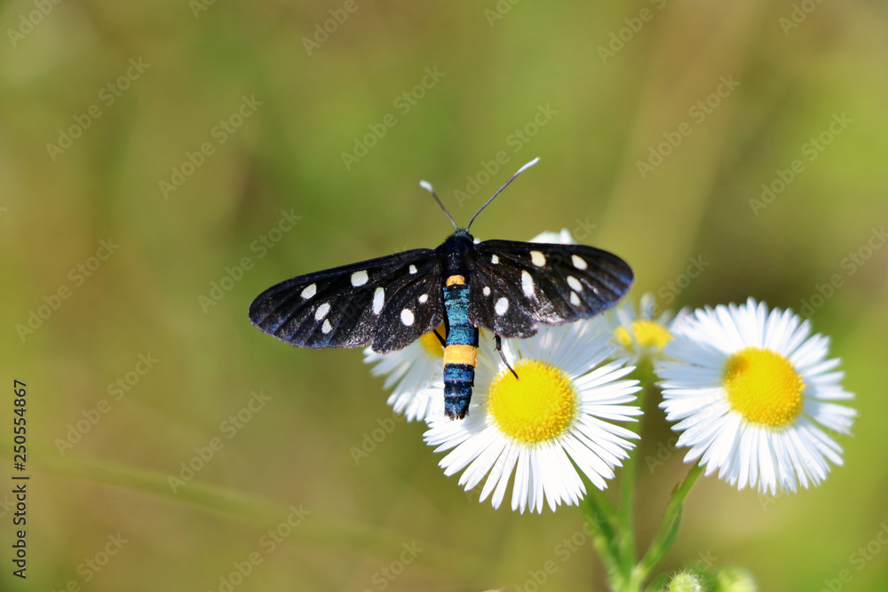 Obraz premium Butterfly on the flower