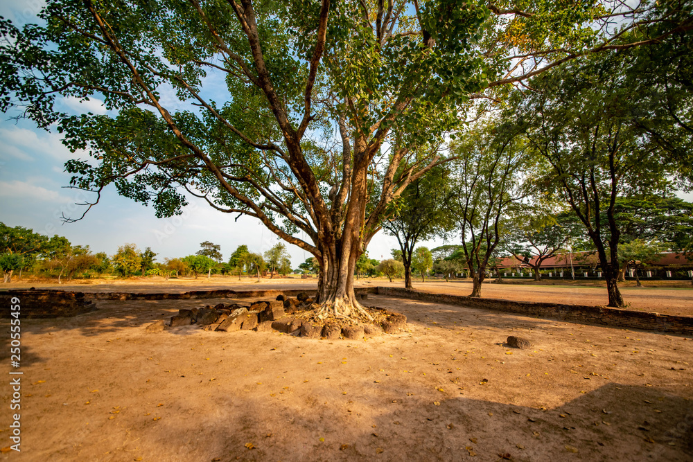 National Park in Sukhothai, Thailand