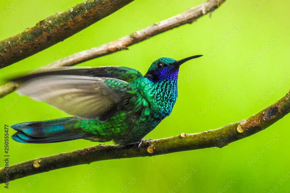 Fototapeta premium Ready to fly