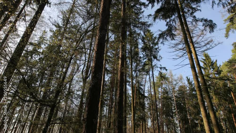 Forest of Pines Forest of Pines
