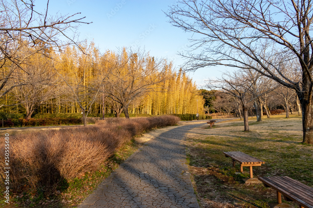 Fototapeta premium Aoba no Mori Park in Chiba City, Chiba Prefecture, Japan
