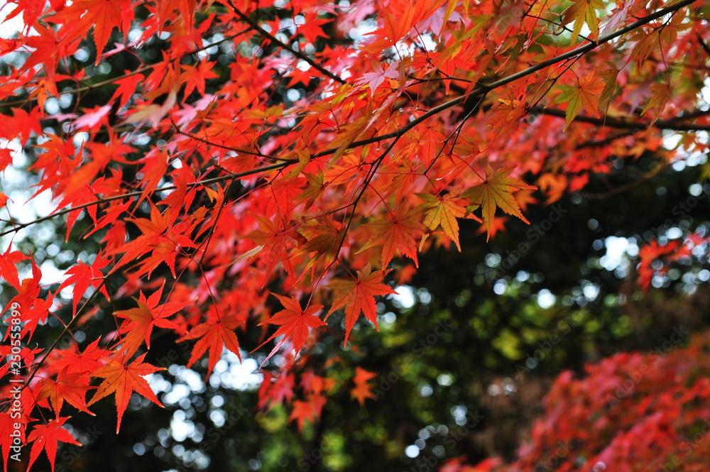 紅葉するもみじ 紅葉するもみじ