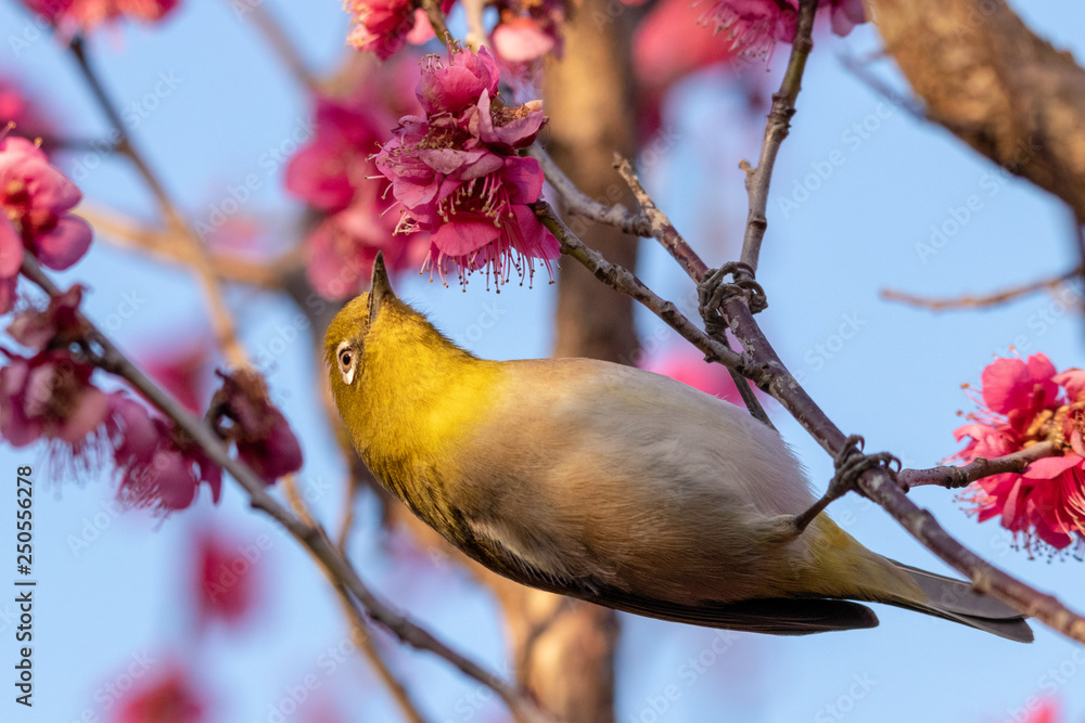 Red plum flower and Japanese White-eye, Aobanomori park in Chiba city, Chiba prefecture, Japan Red plum flower and Japanese White-eye, Aobanomori park in Chiba city, Chiba prefecture, Japan