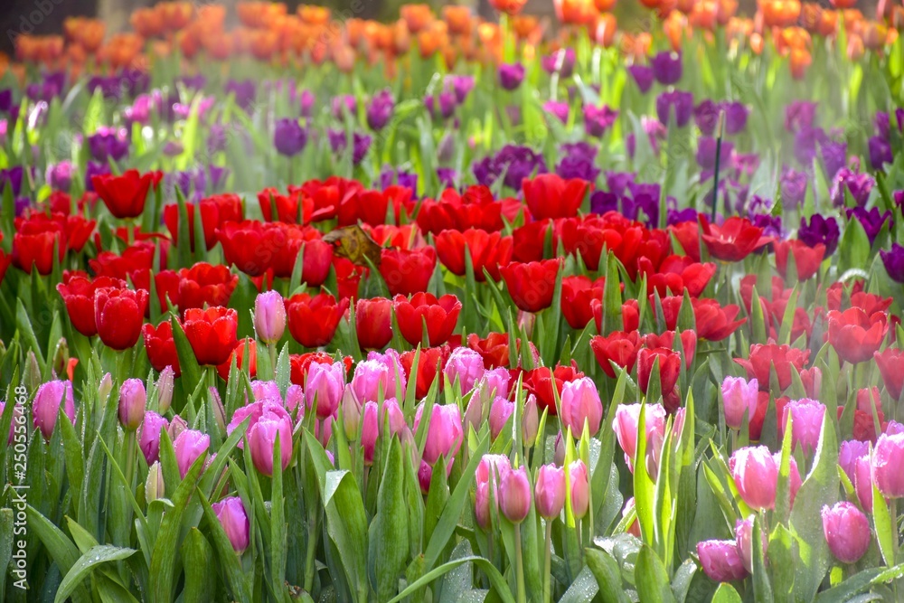 Multicolored tulips  in the flower garden ASEAN Flower Festival 2018 Of Chiang Rai Province, Thailand.