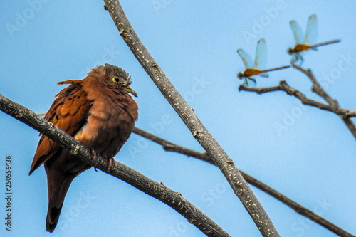 Dove and dragonflies photo