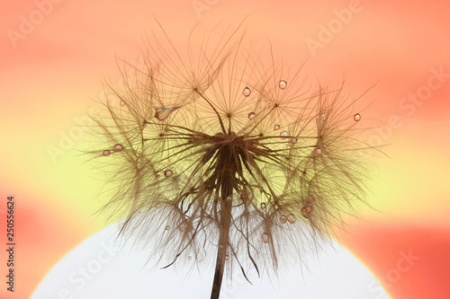 dandelion with drops of water against the sky and the setting sun