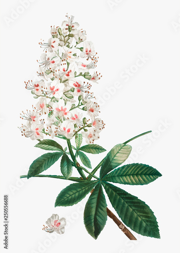 Horse chestnut flower