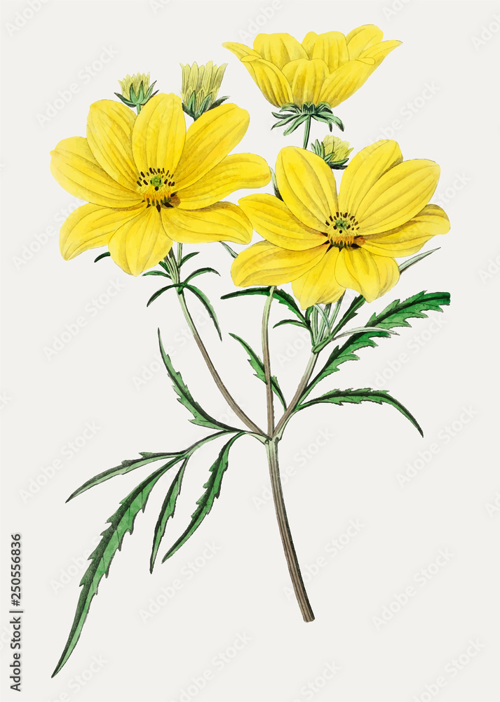 Tickseed flower Tickseed flower