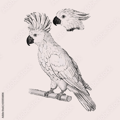 Moluccan cockatoo vintage style