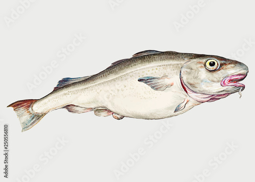 Cod in vintage style
