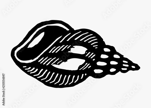 Vintage conch shell illustration