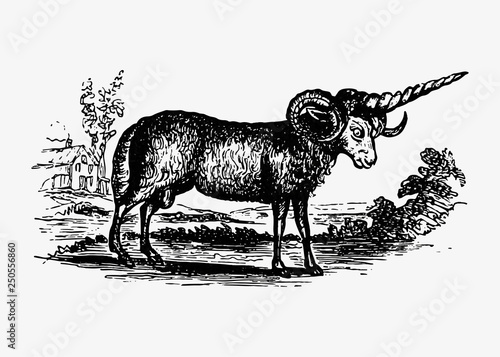 Vintage goat illustration