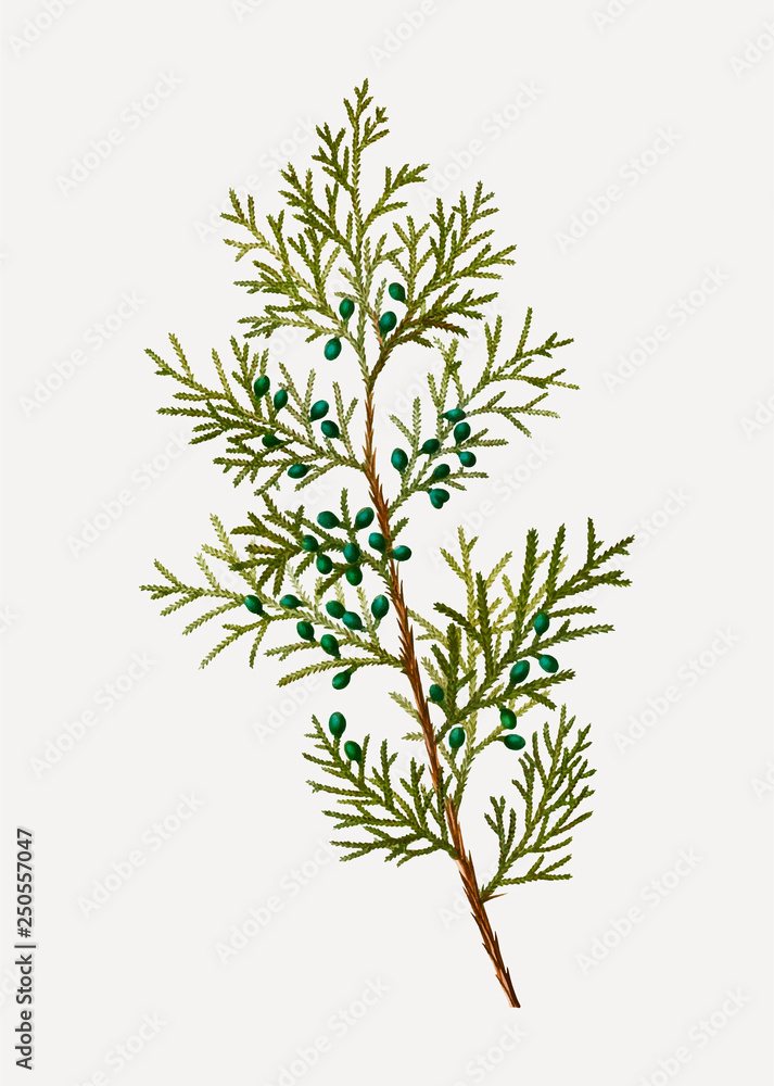 Fototapeta premium Virginian juniper bush