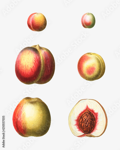 Stages of a peach
