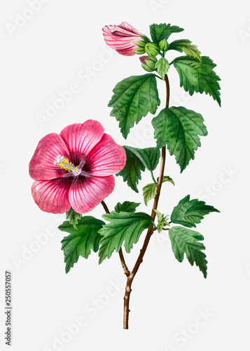Rose of Sharon