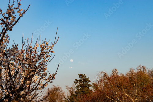 Plum and moon at AobanoMori Park, Chiba prefecture, Chiba city, Japan photo