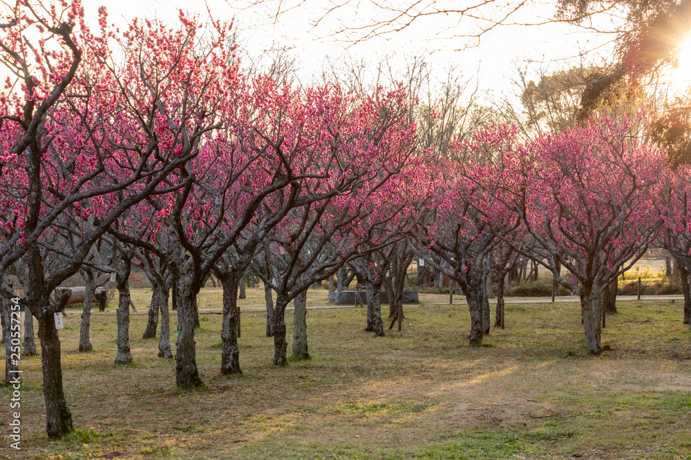 Plum garden at AobanoMori Park, Chiba prefecture, Chiba city, Japan