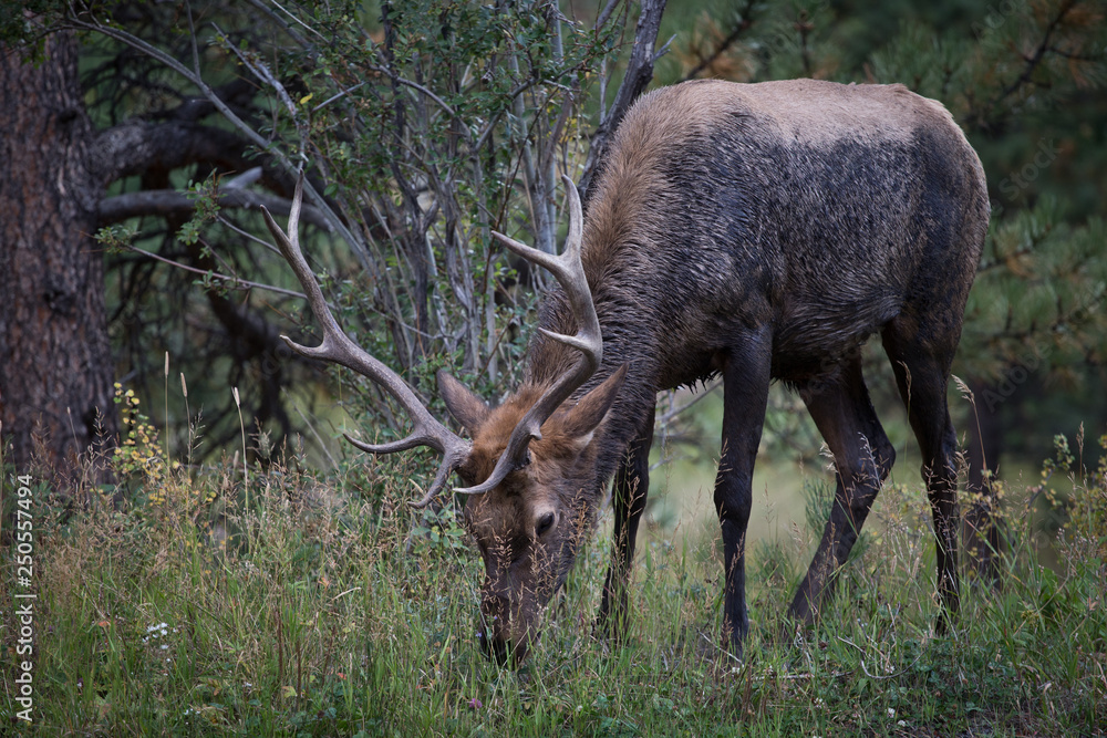 Obraz premium Elk in the forest