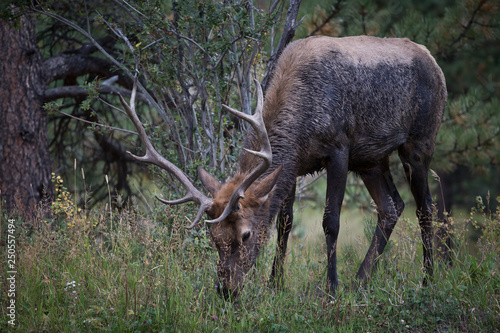 Elk in the forest