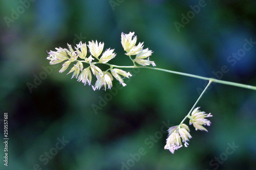 Wallpaper Mural summer grass Torontodigital.ca