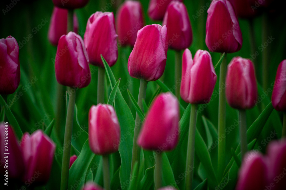 Tulips