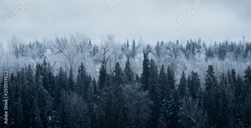 Ice Cold Canadian Forest