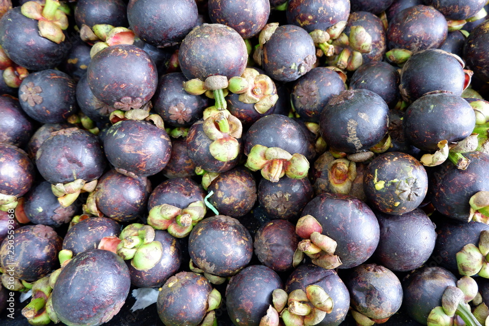 Fototapeta premium fresh mangosteen freshly picked from the garden