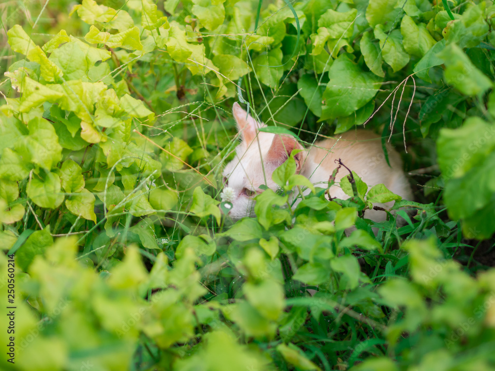 Abandoned white kitten with sadness eyes in the garden. Cat waiting to be adopted. Abandoned white kitten with sadness eyes in the garden. Cat waiting to be adopted.
