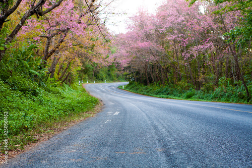 Wallpaper Mural mountain road and blooming flower of doi angkhang chiangmai northern thailand Torontodigital.ca