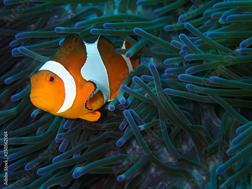 Close-up with Clown fish or Anemone fish in underwater world, Sabah. Borneo. 