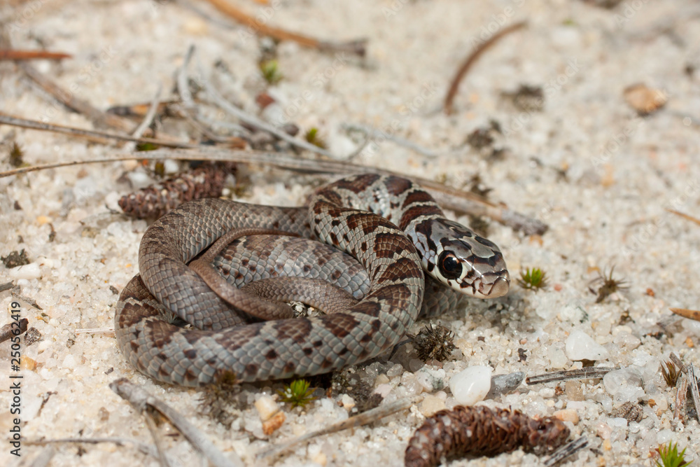 Baby black racer snake - Coluber constrictor Baby black racer snake - Coluber constrictor
