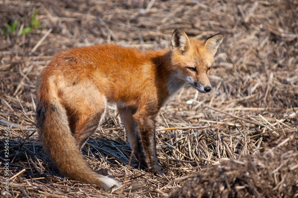 Red fox resting - Vulpes vulpes