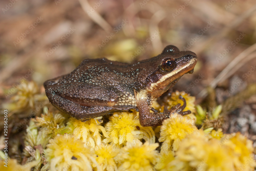 Fototapeta premium New jersey chorus frog - Pseudacris kalmi