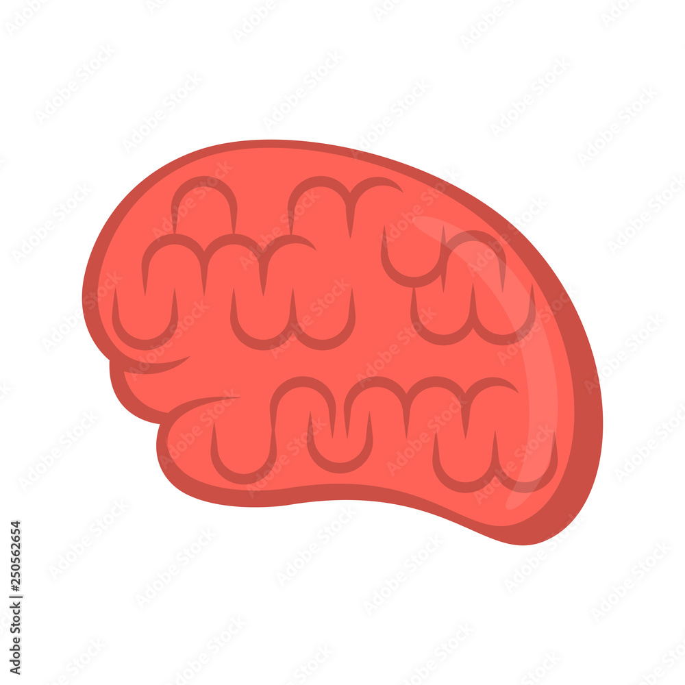 Isolated human brain image. Vector illustration design Isolated human brain image. Vector illustration design