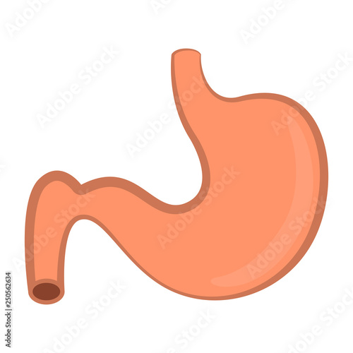 Isolated human stomach image. Vector illustration design