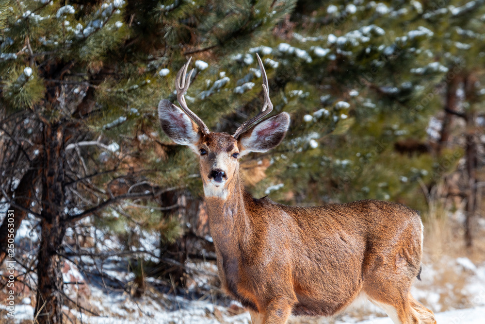 Mule Deer in the Winter Mule Deer in the Winter