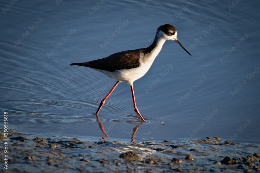 Obraz premium Waterfowl at San Francisco Bay