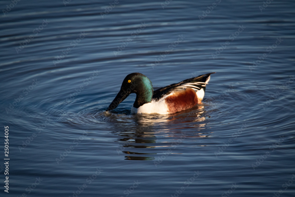 Fototapeta premium Waterfowl at San Francisco Bay