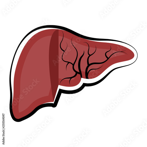 Human cut liver. Colored sketch. Vector illustration design