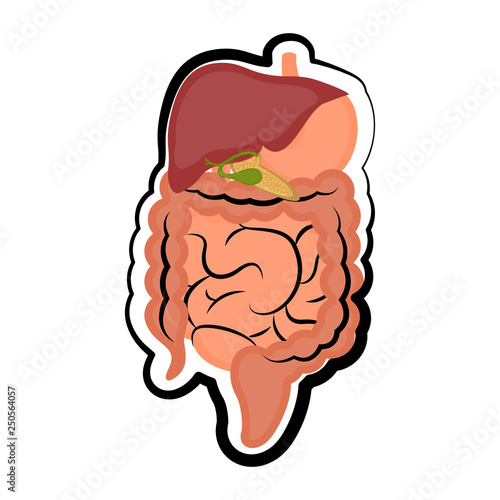 Human digestive system. Colored sketch. Vector illustration design
