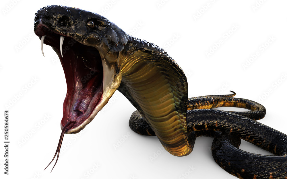 Jaki Jest Najdłuższy Wąż Na świecie Obraz 3d Illustration King Cobra Najdłuższy na świecie jadowity wąż na
