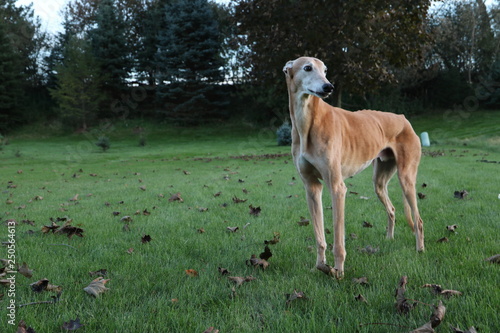 Skinny greyhound posing in a field © Sarah Michals