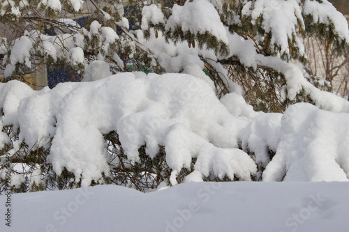 Heavy winter snow creates unique textures on the weighted boughs of a pine tree in winter