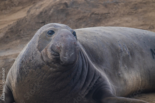 ano nuevo elephant seals