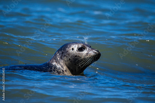 Harbor seal in California Coastal