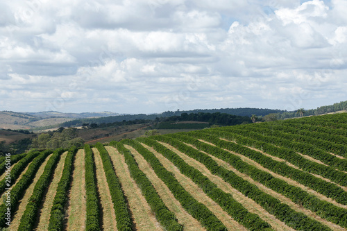 Farm coffee plantation in Brazil