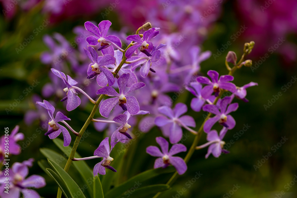 Obraz premium purple orchid in garden