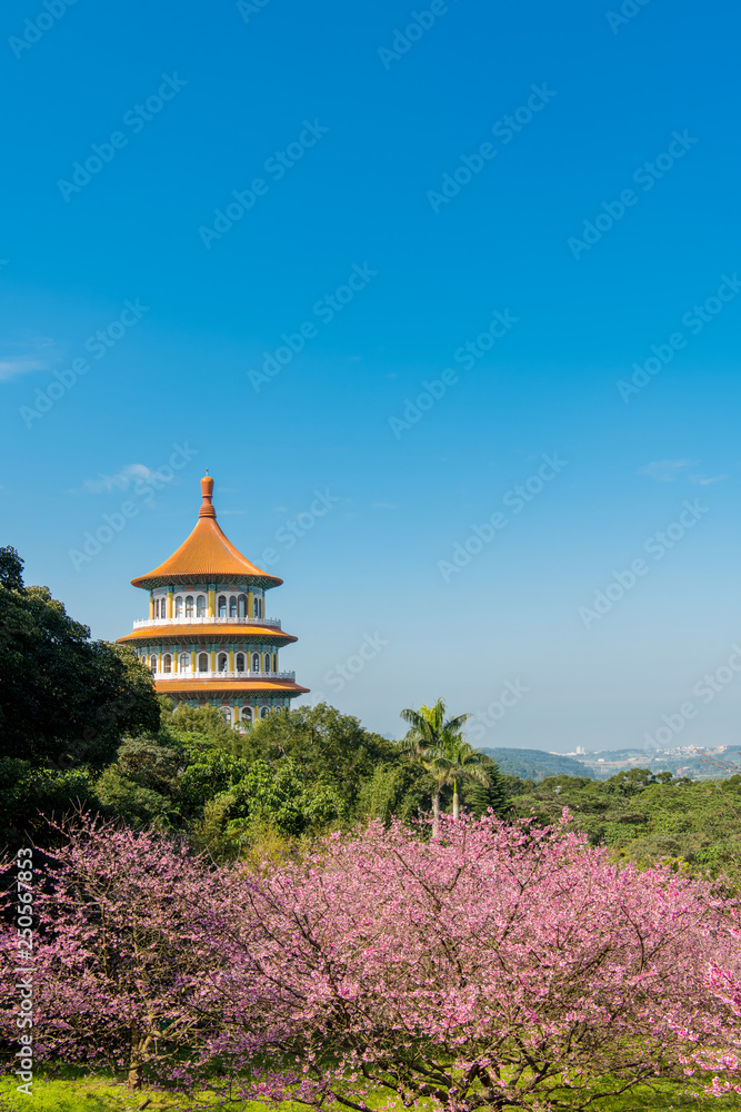 Sakura cherry blossom at Tianyuan temple, Taipei, Taiwan Sakura cherry blossom at Tianyuan temple, Taipei, Taiwan