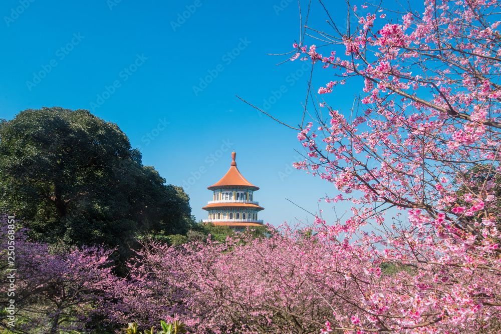 Sakura cherry blossom at Tianyuan temple, Taipei, Taiwan